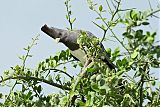 White-bellied Go-away-bird